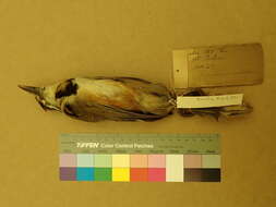 Image of Garrulax monileger mouhoti Sharpe 1883
