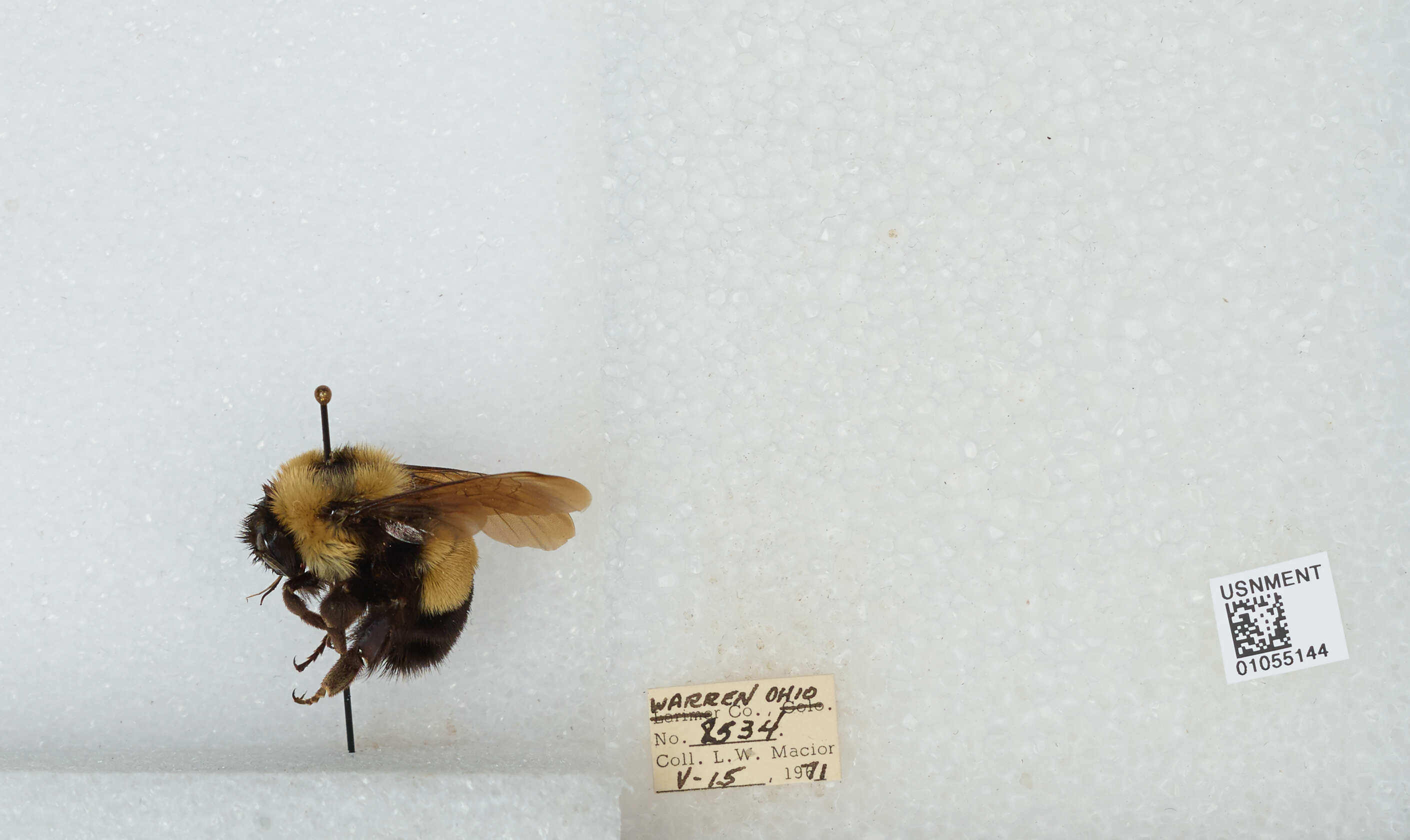 Слика од Bombus affinis Cresson 1864