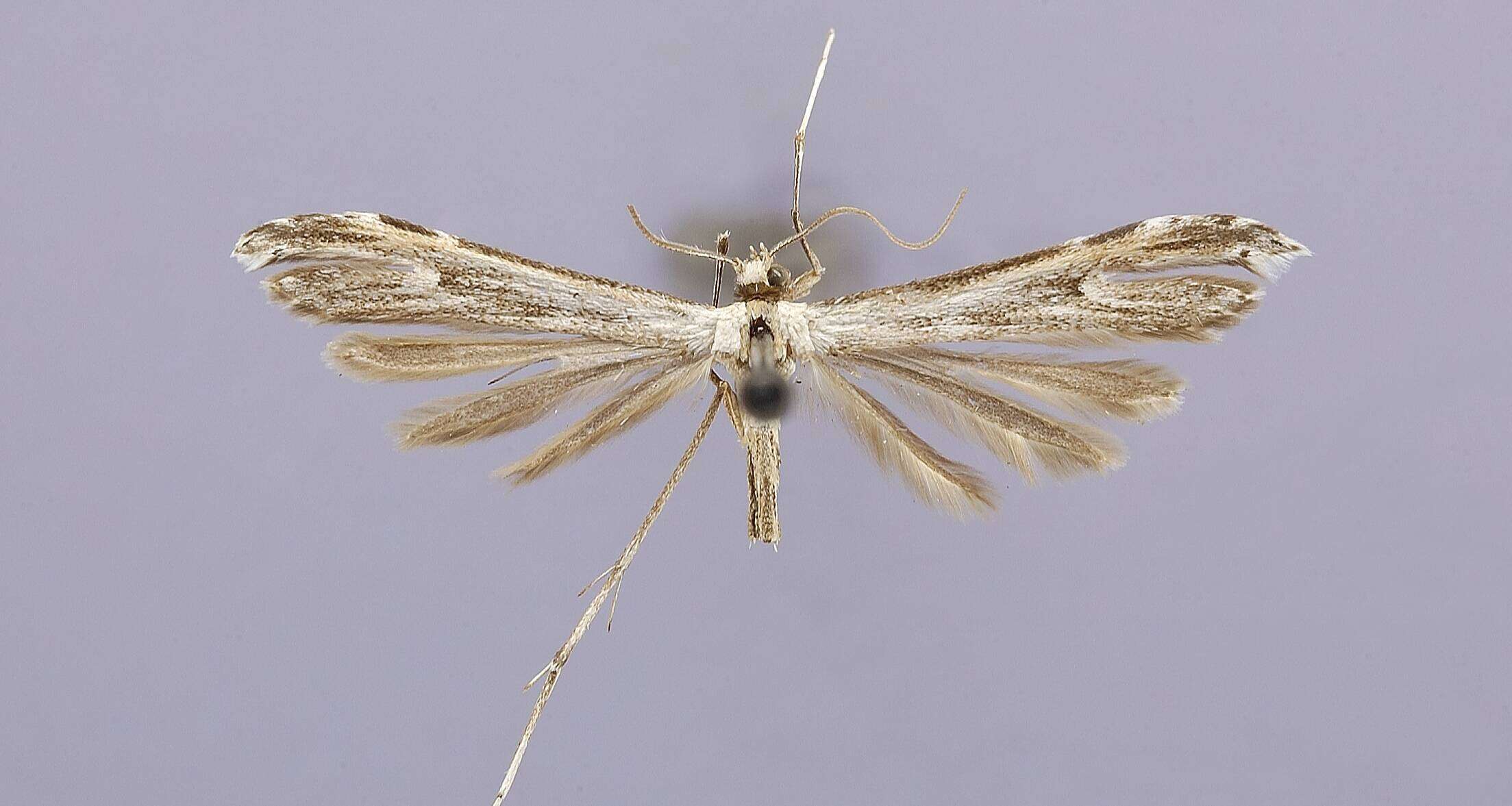 Image of Oidaematophorus auster Barnes & Lindsey 1921