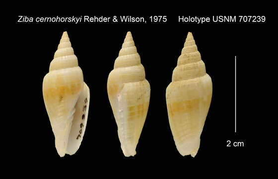 Image of Imbricaria cernohorskyi (Rehder & B. R. Wilson 1975)