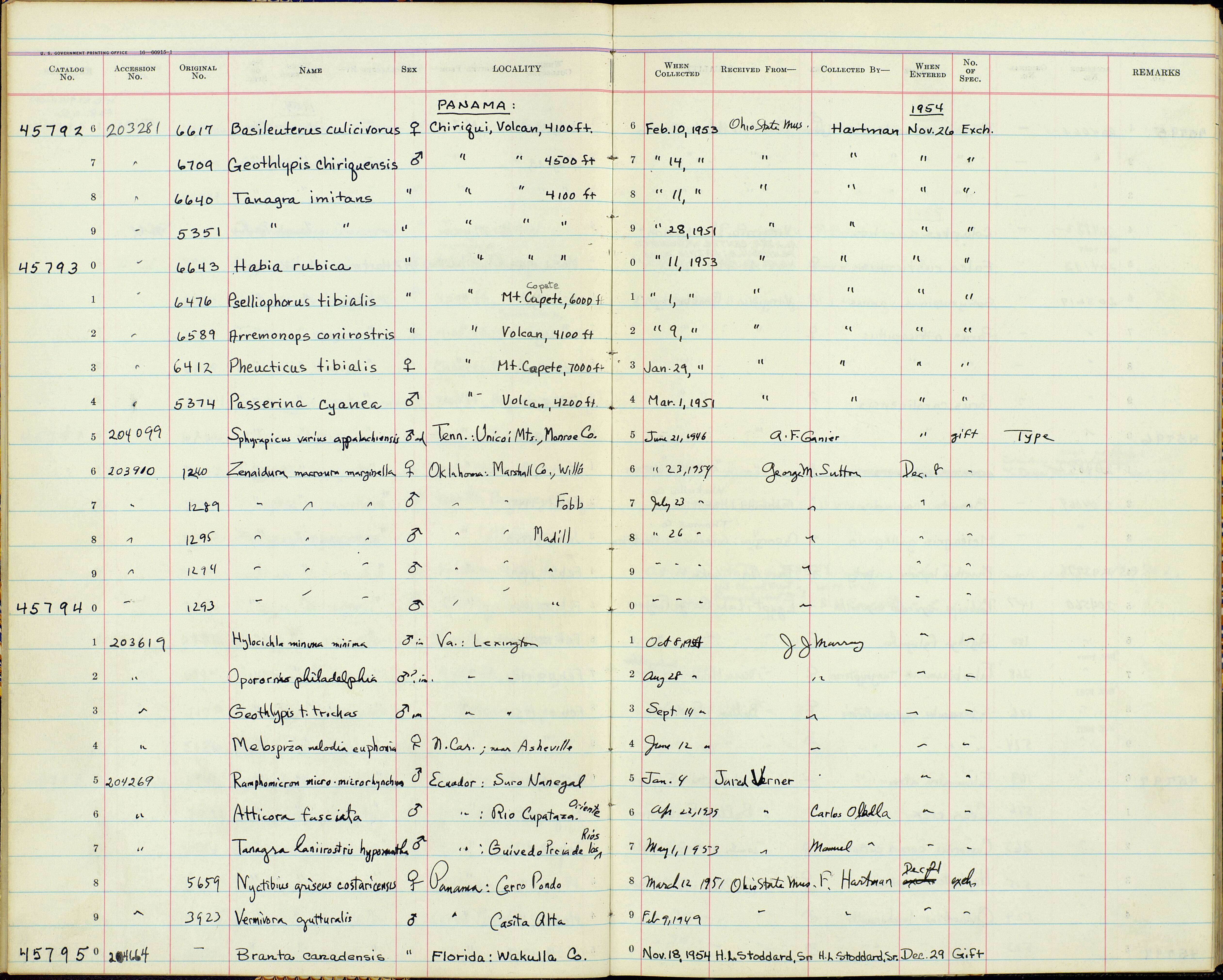 Imagem de Euphonia imitans (Hellmayr 1936)