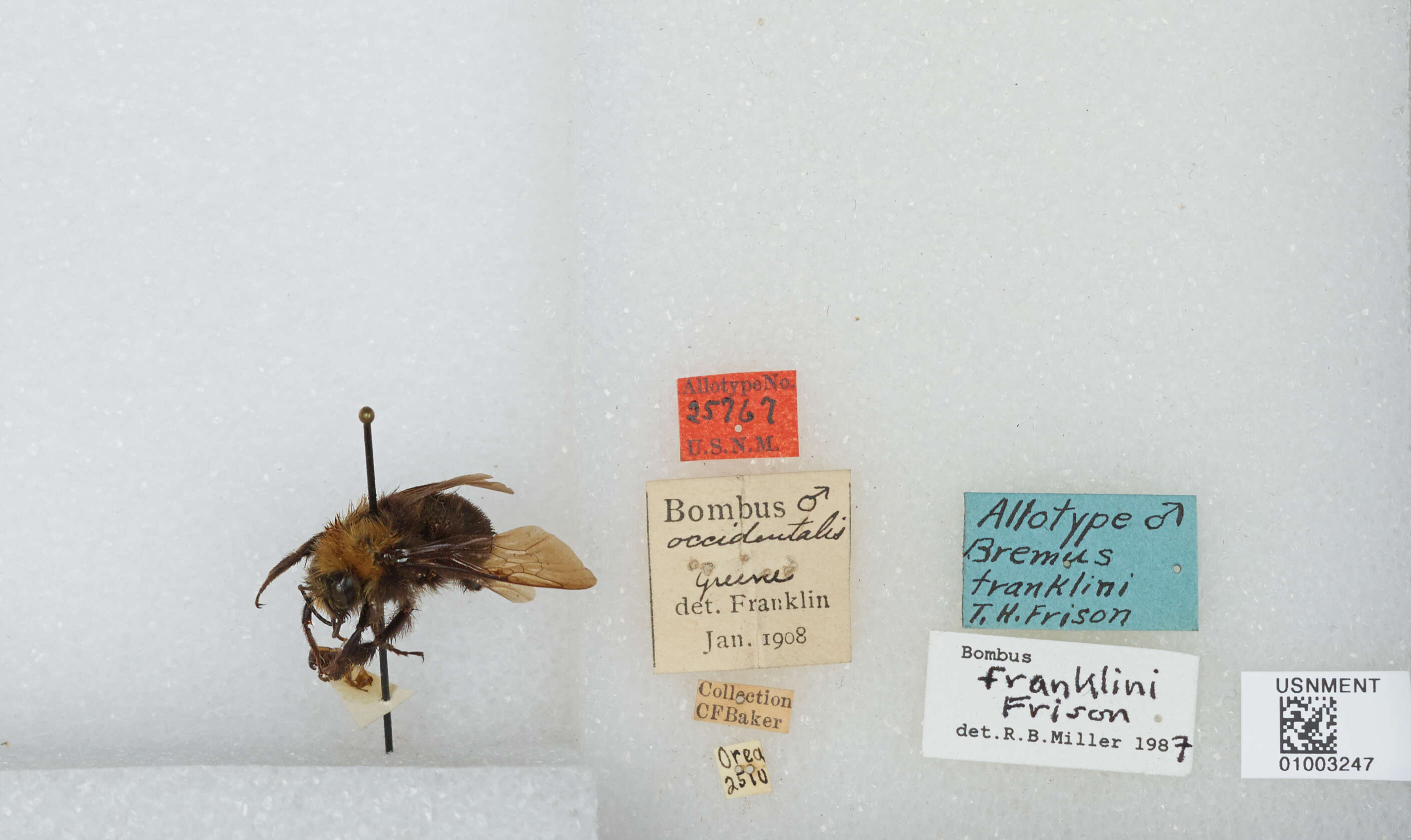 Image of Franklin's Bumble Bee