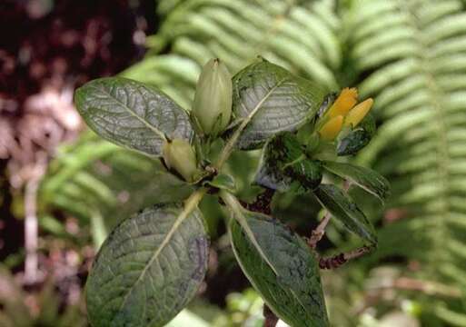 Plancia ëd Geniostoma hedyosmifolium (Baill.) Byng & Christenh.