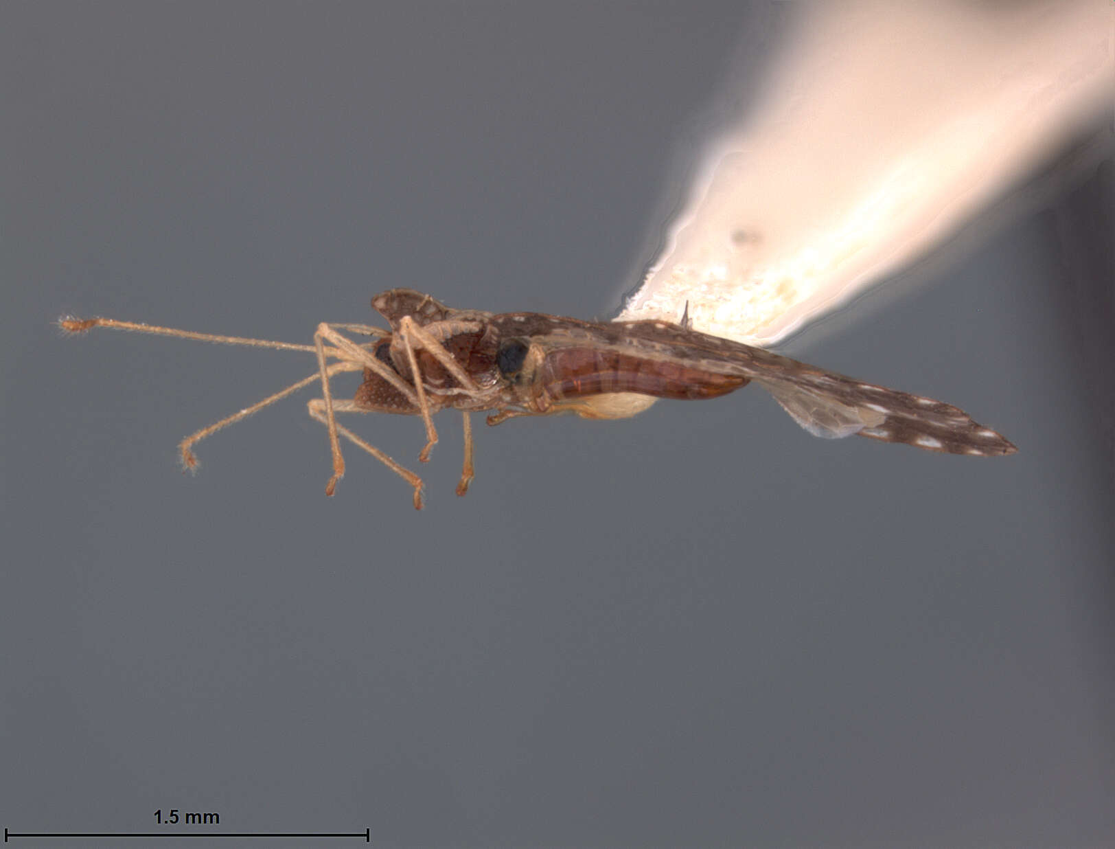 صورة Leptodictya (Hanuala) ecuadoris Drake & Hambleton 1945