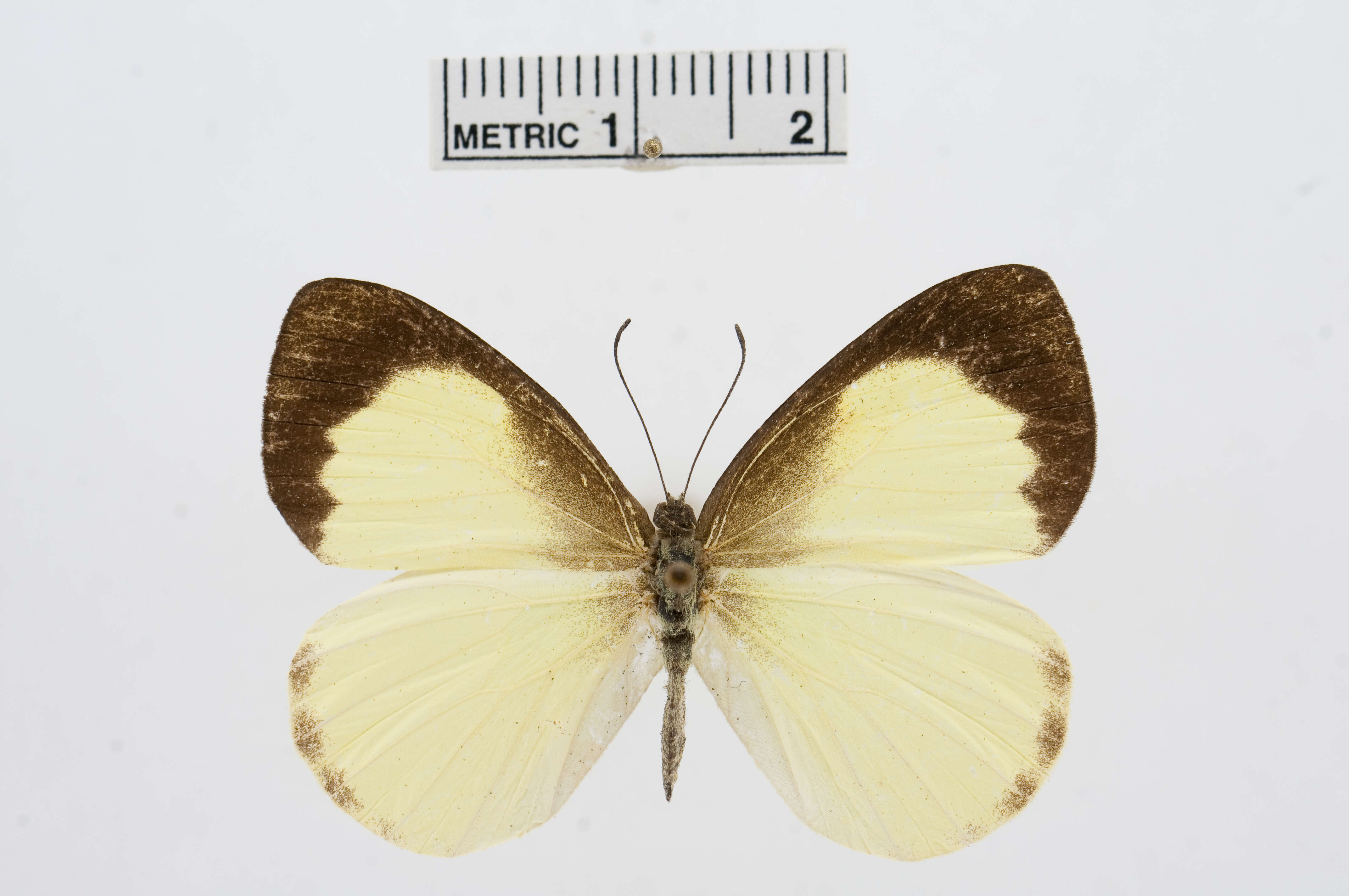 Image of Elodina primularis Butler 1882