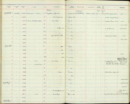 Image of Grallaria ruficapilla perijana Phelps & Gilliard 1940