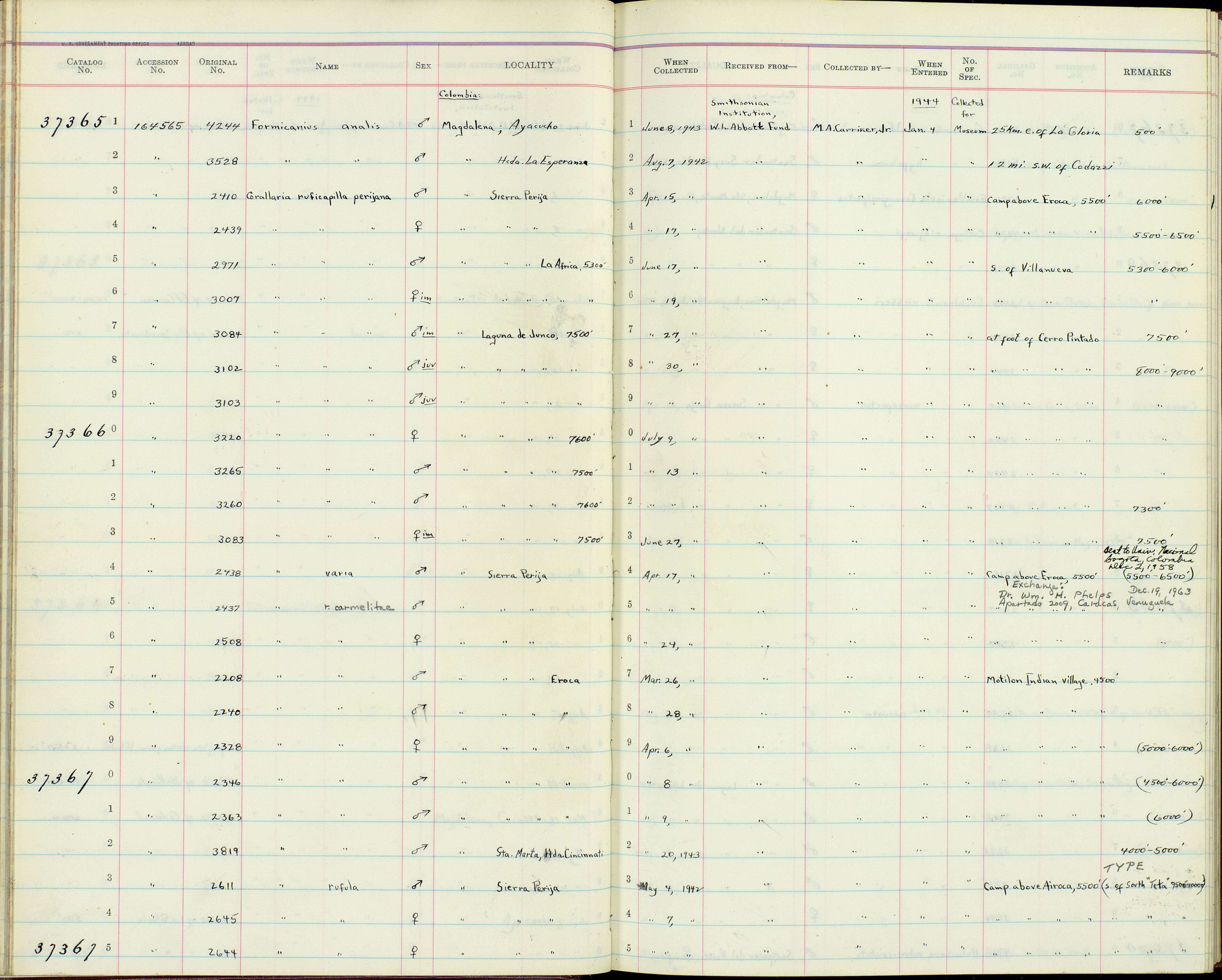 Слика од Grallaria ruficapilla perijana Phelps & Gilliard 1940