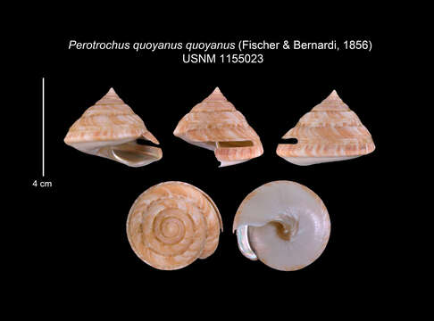 صورة Perotrochus quoyanus quoyanus (P. Fischer & Bernardi 1856)