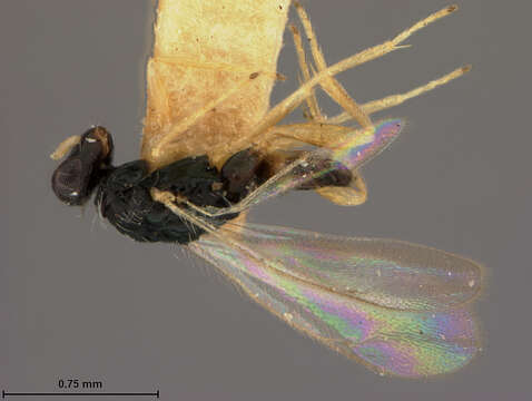 Platyplectrus japonicus (Ashmead 1904)的圖片