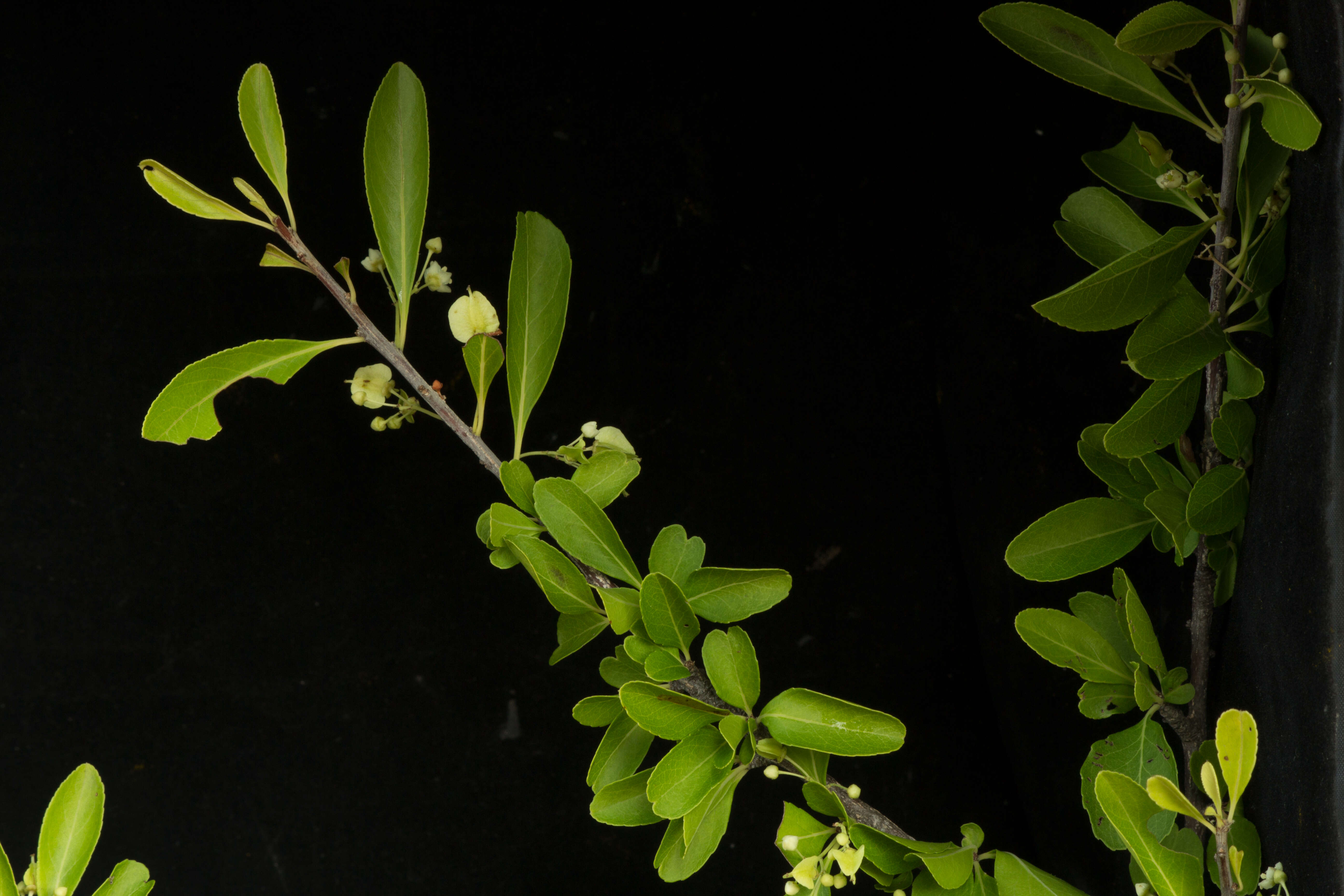 Image of Wimmeria confusa Hemsl.