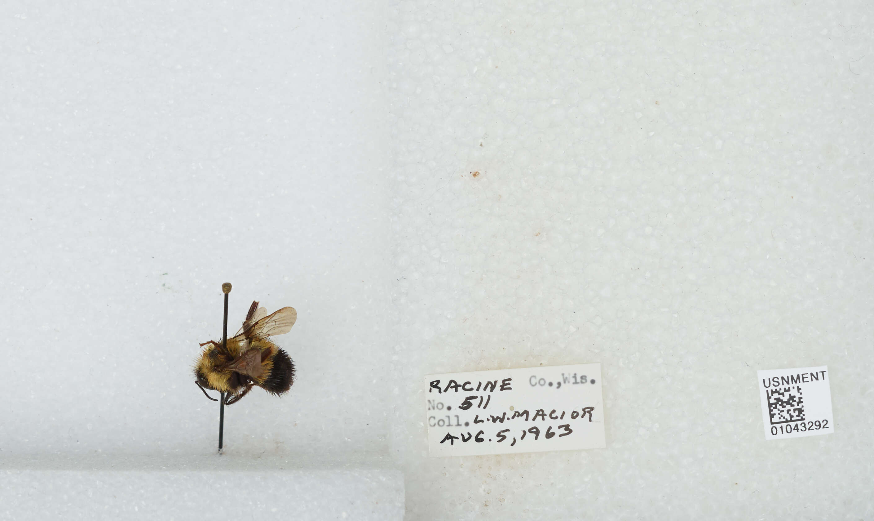 Слика од Bombus affinis Cresson 1864