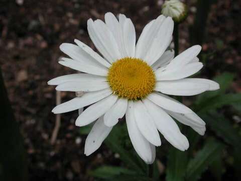 Image of Oxeye Daisy