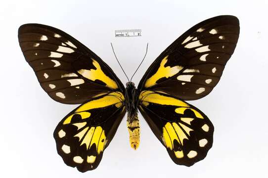 Image of Queen Victoria's Birdwing