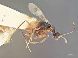 Image of Dryinus ormenidis Ashmead