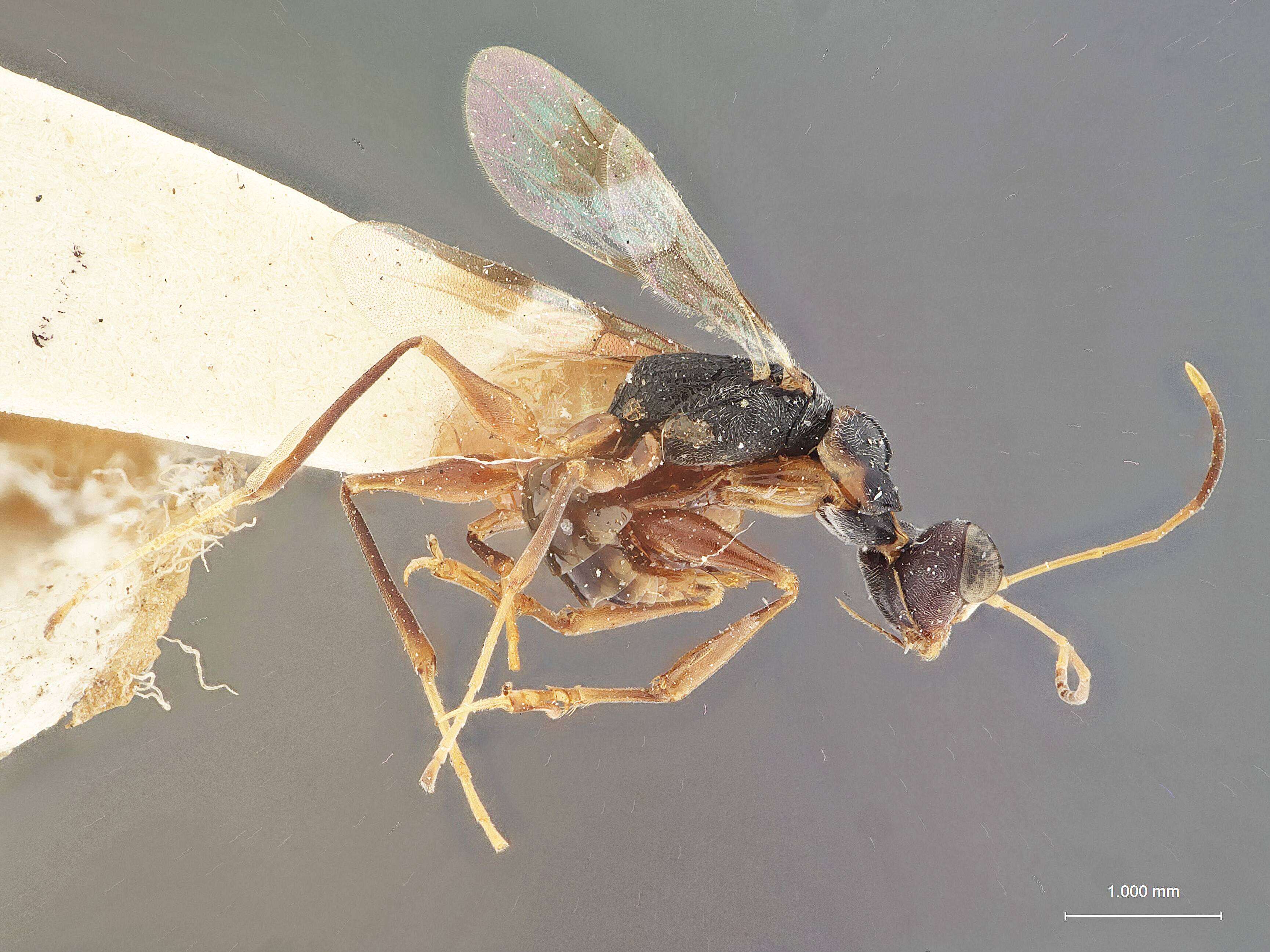 Image of Dryinus ormenidis Ashmead