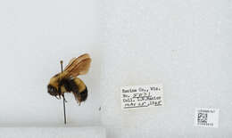 Слика од Bombus affinis Cresson 1864