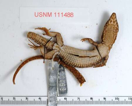 Image of Smith's Tropical Night Lizard