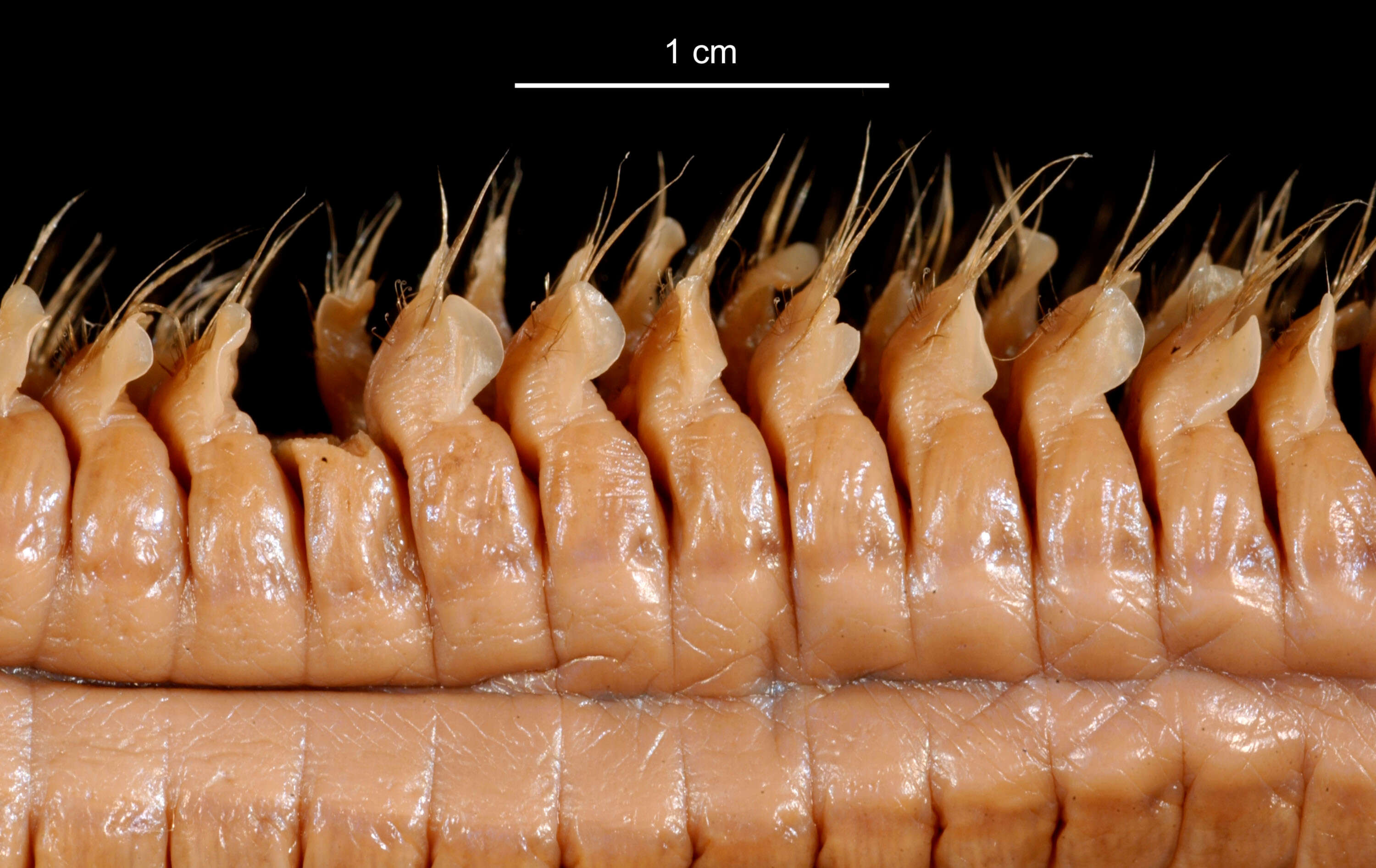 Aglaophamus ornatus Hartman 1967 resmi