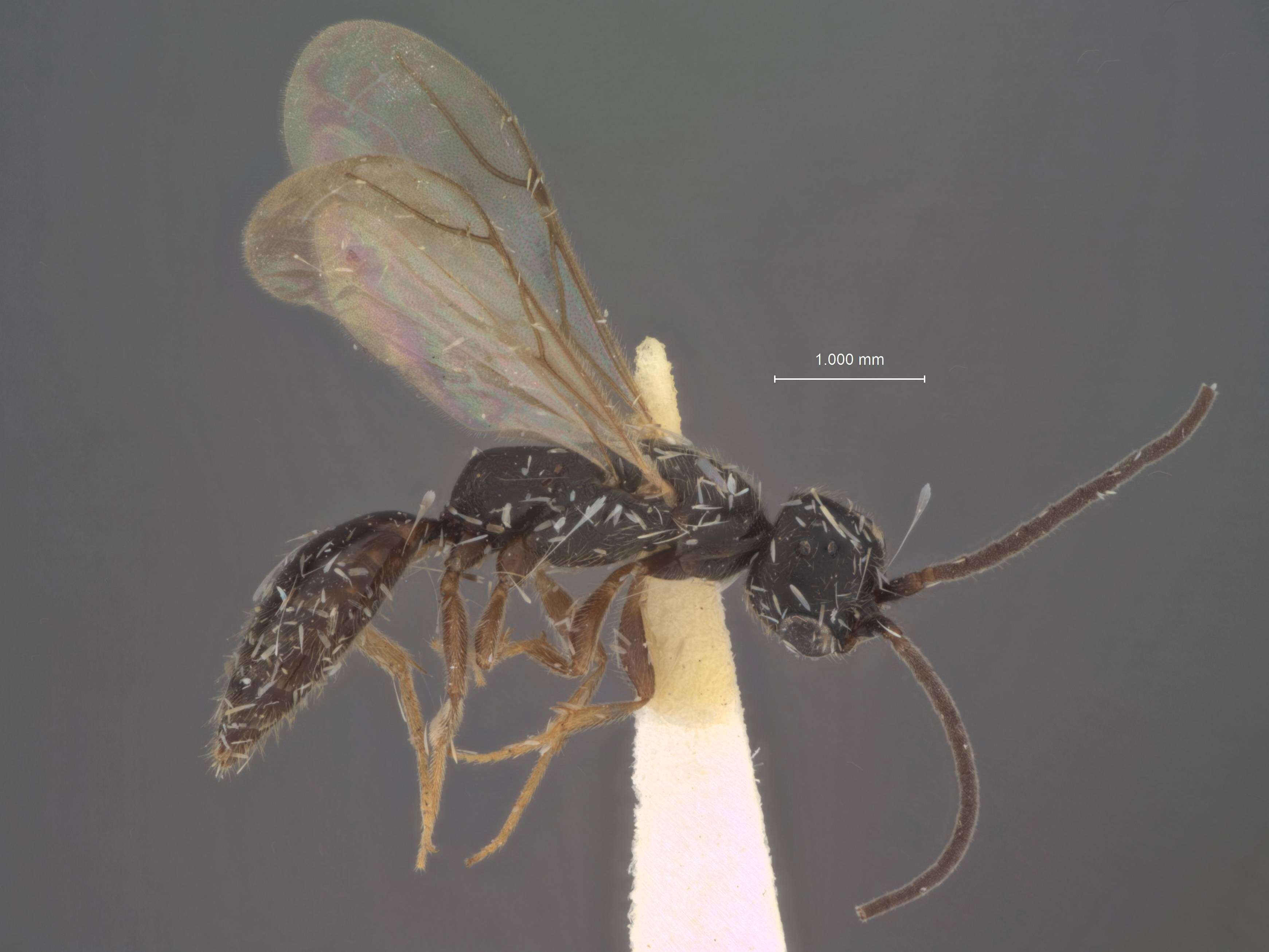 Image of Pseudisobrachium Kieffer 1904