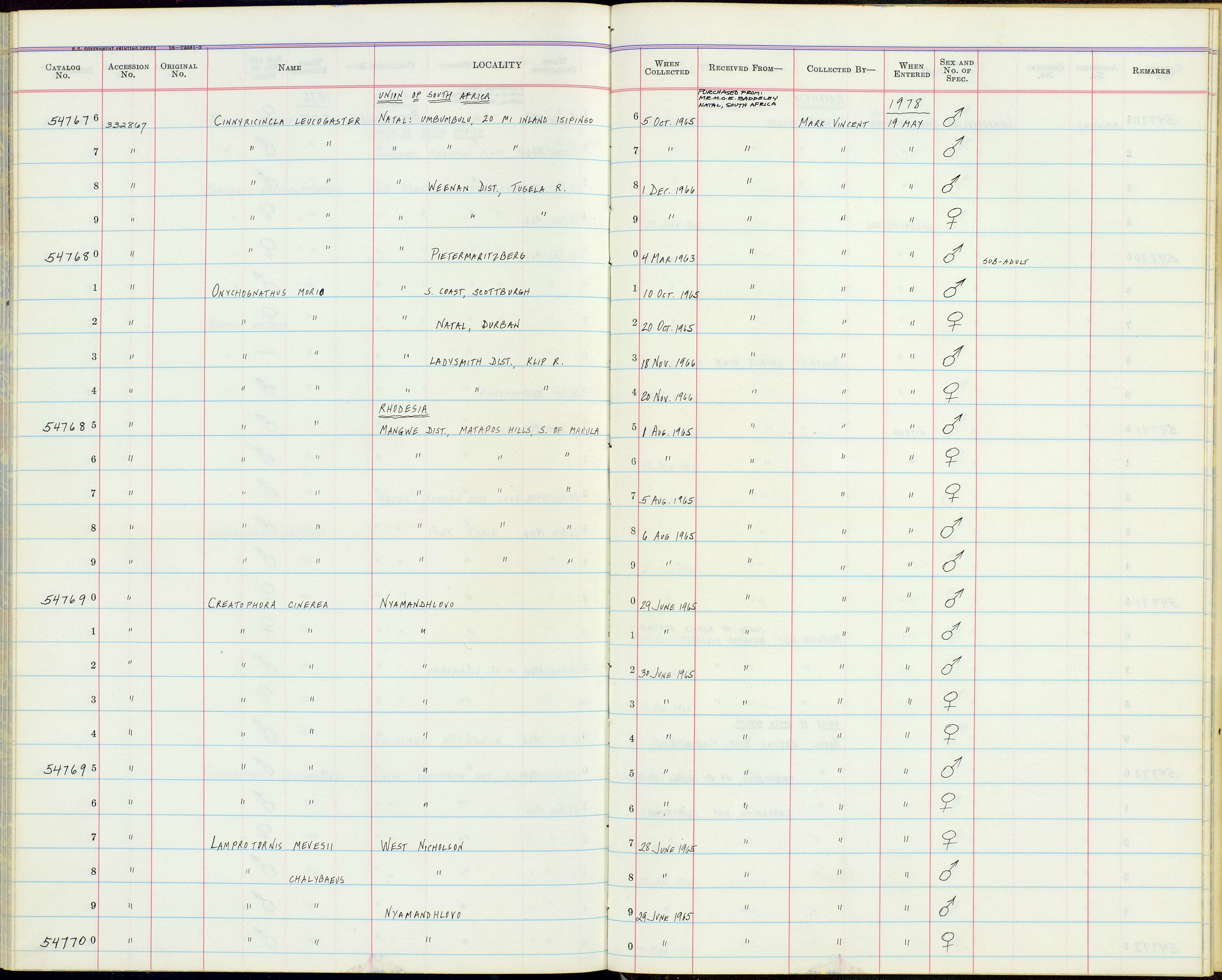 Image of Creatophora Lesson & R 1847