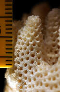 Image of Acropora spicifera (Dana 1846)