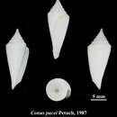 Image of Conasprella pacei (Petuch 1987)