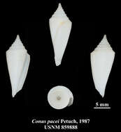 Image of Conasprella pacei (Petuch 1987)