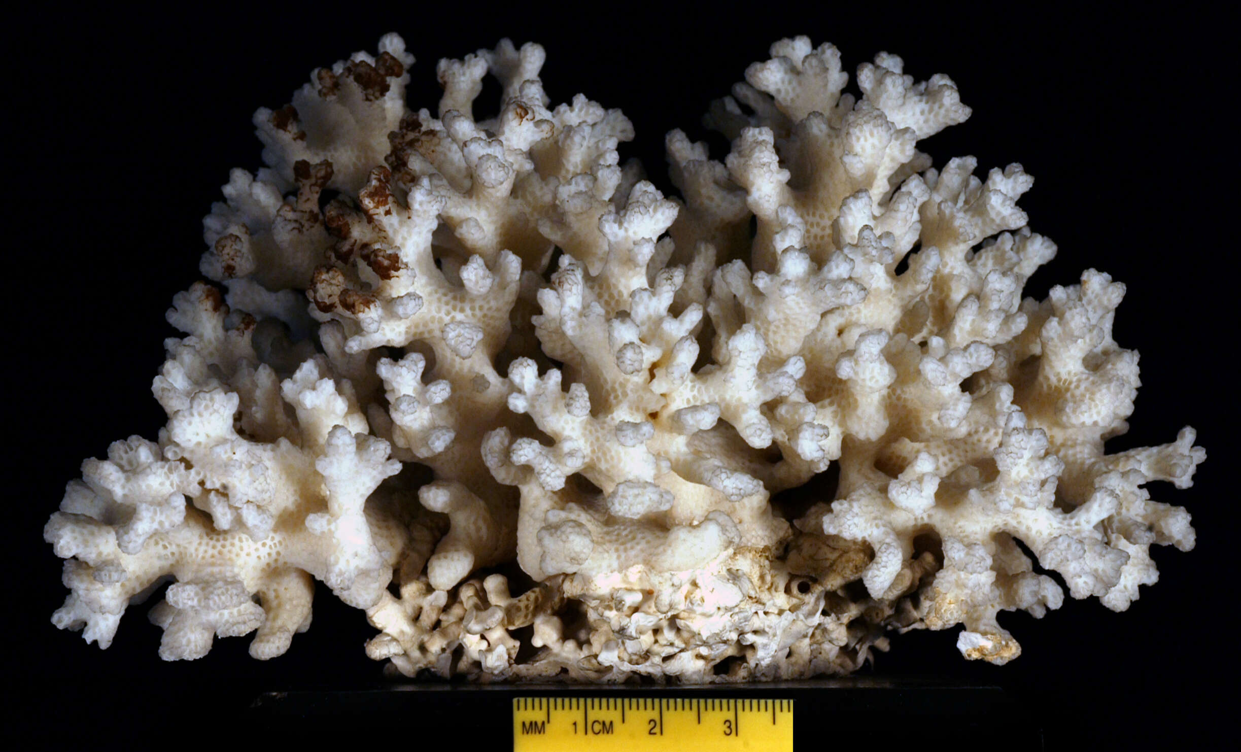 Image of Cauliflower Coral