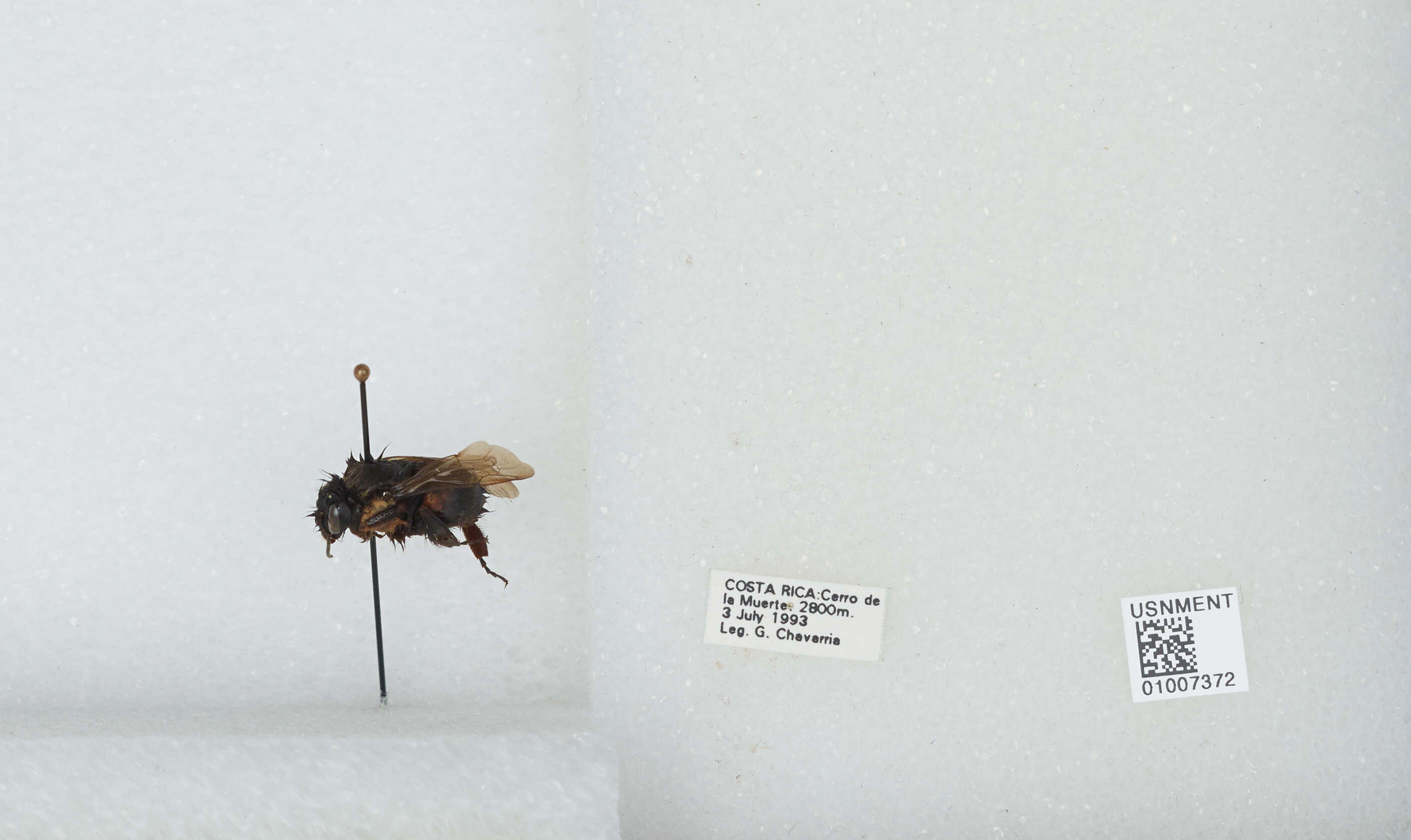 Bombus ephippiatus Say 1837 resmi