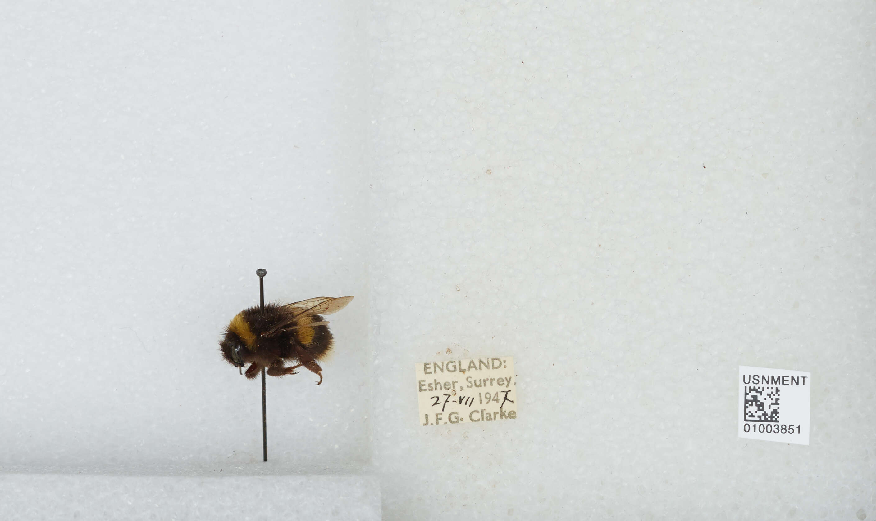 Image of White-tailed bumblebee