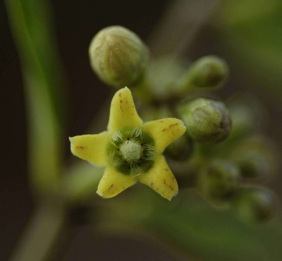 Image of Marsdenia clausa R. Br.