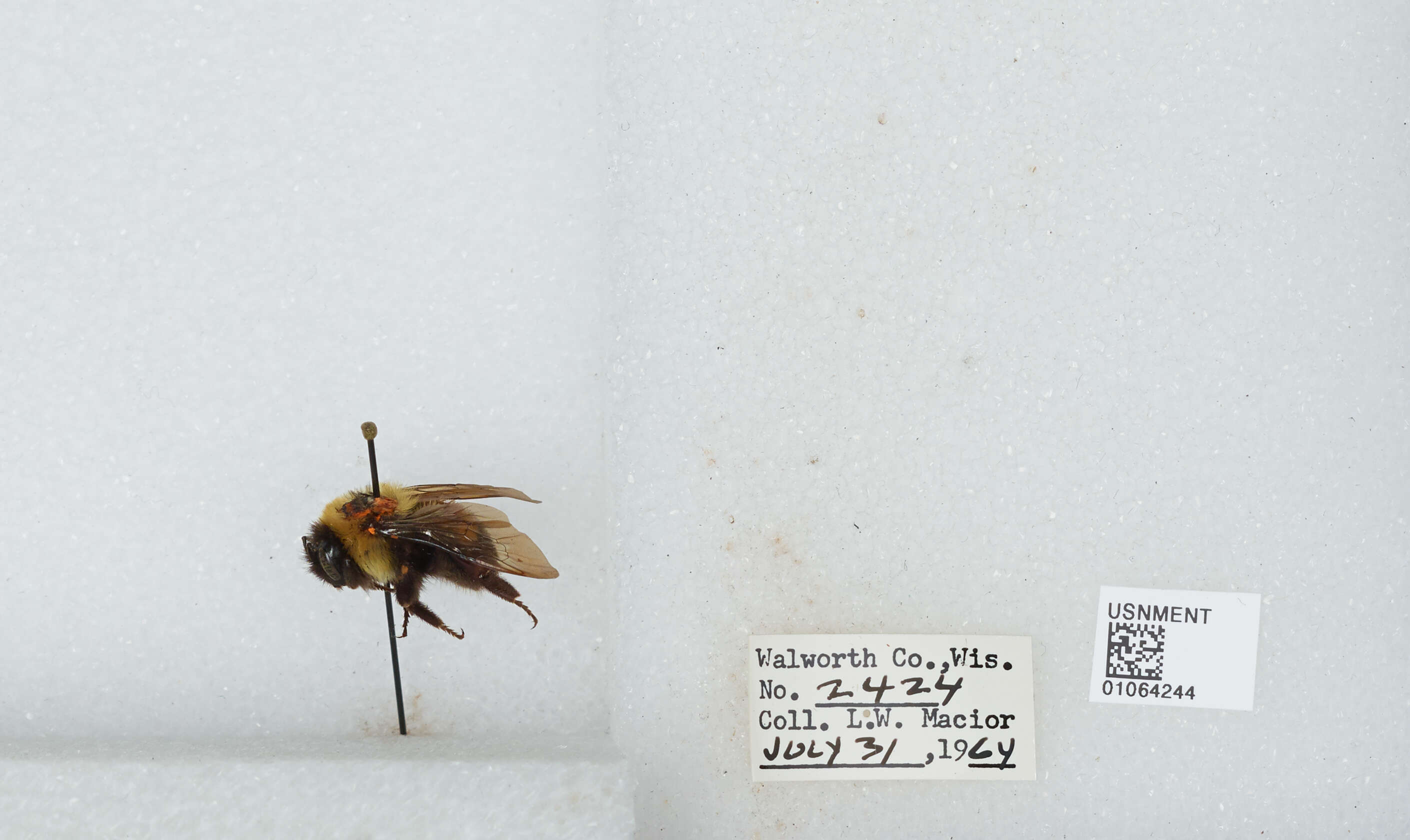 Слика од Bombus affinis Cresson 1864