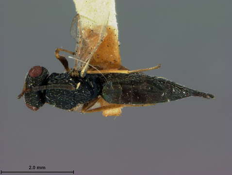 Oxysychus acanthocini (Ashmead 1887) resmi