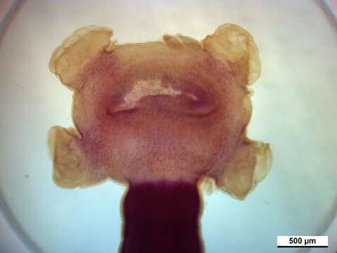 Image of Echeneibothrium megalosoma Carvajal & Dailey 1975