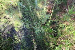 Image of swamp sunflower