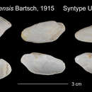 Barnea alfredensis (Bartsch 1915) resmi