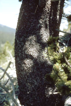 Image of Colorado Bristlecone Pine