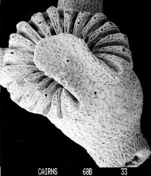 Image of Crypthelia formosa Cairns 1983