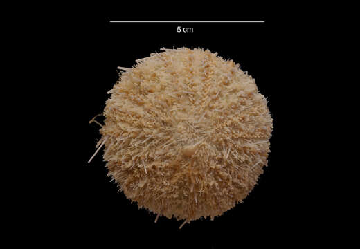 Image of Antarctic sea urchin