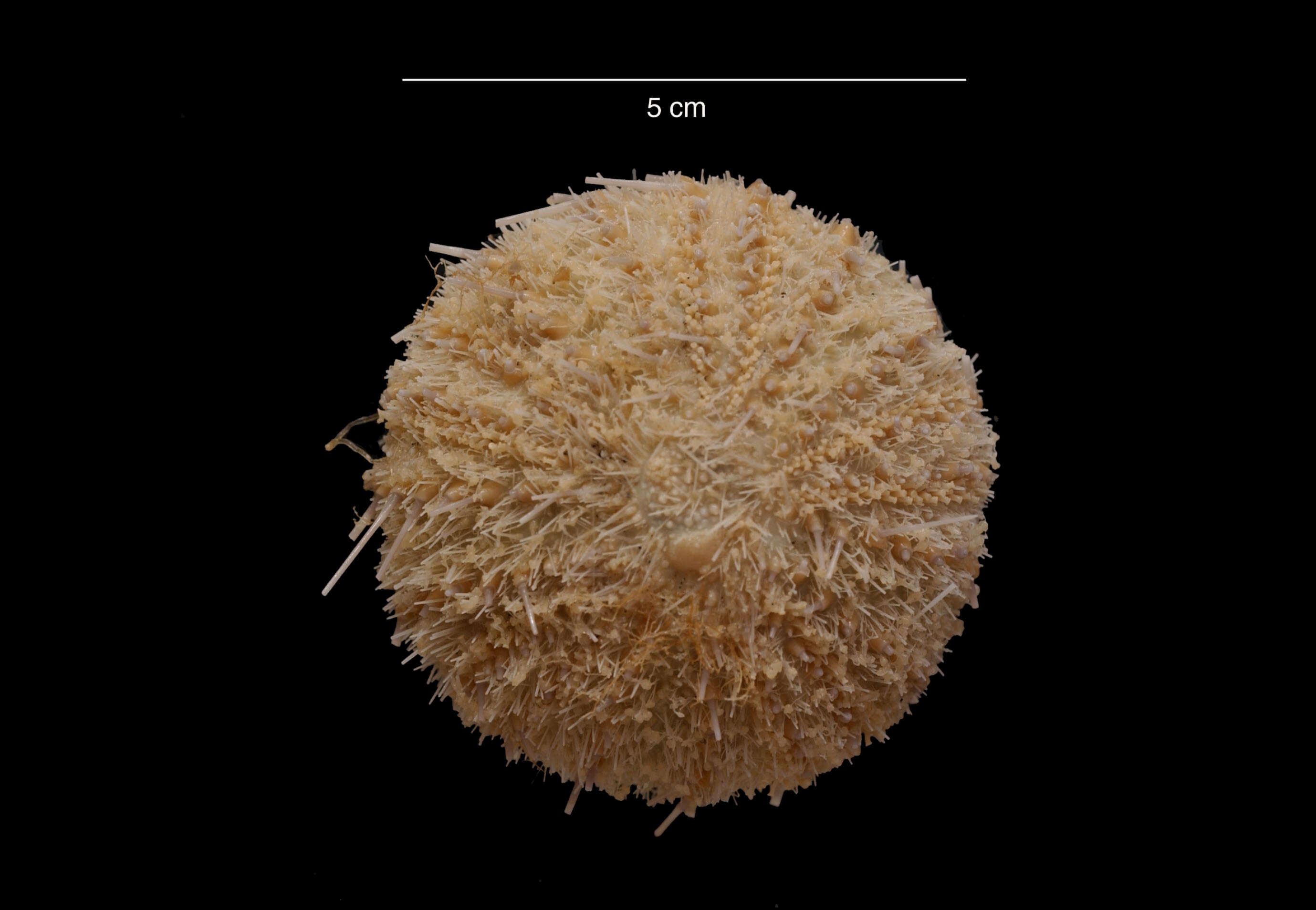 Image of Antarctic sea urchin