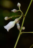 Image of Maripa paniculata Barb. Rodr.