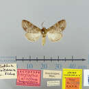 صورة Dasylophia jaliscana Schaus 1901