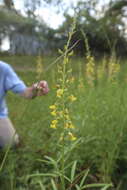 Image of lanceleaf rattlebox