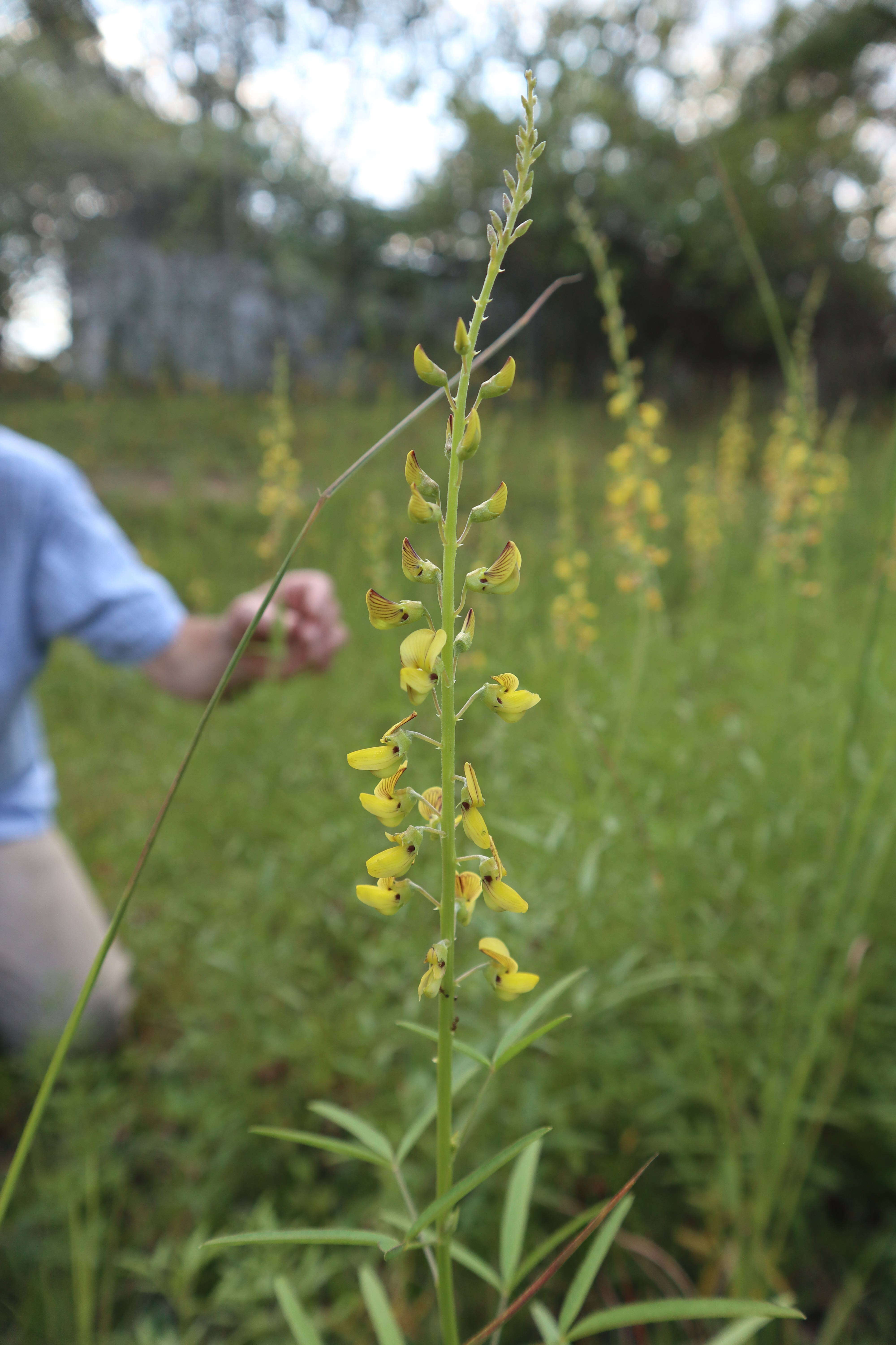 Image of lanceleaf rattlebox