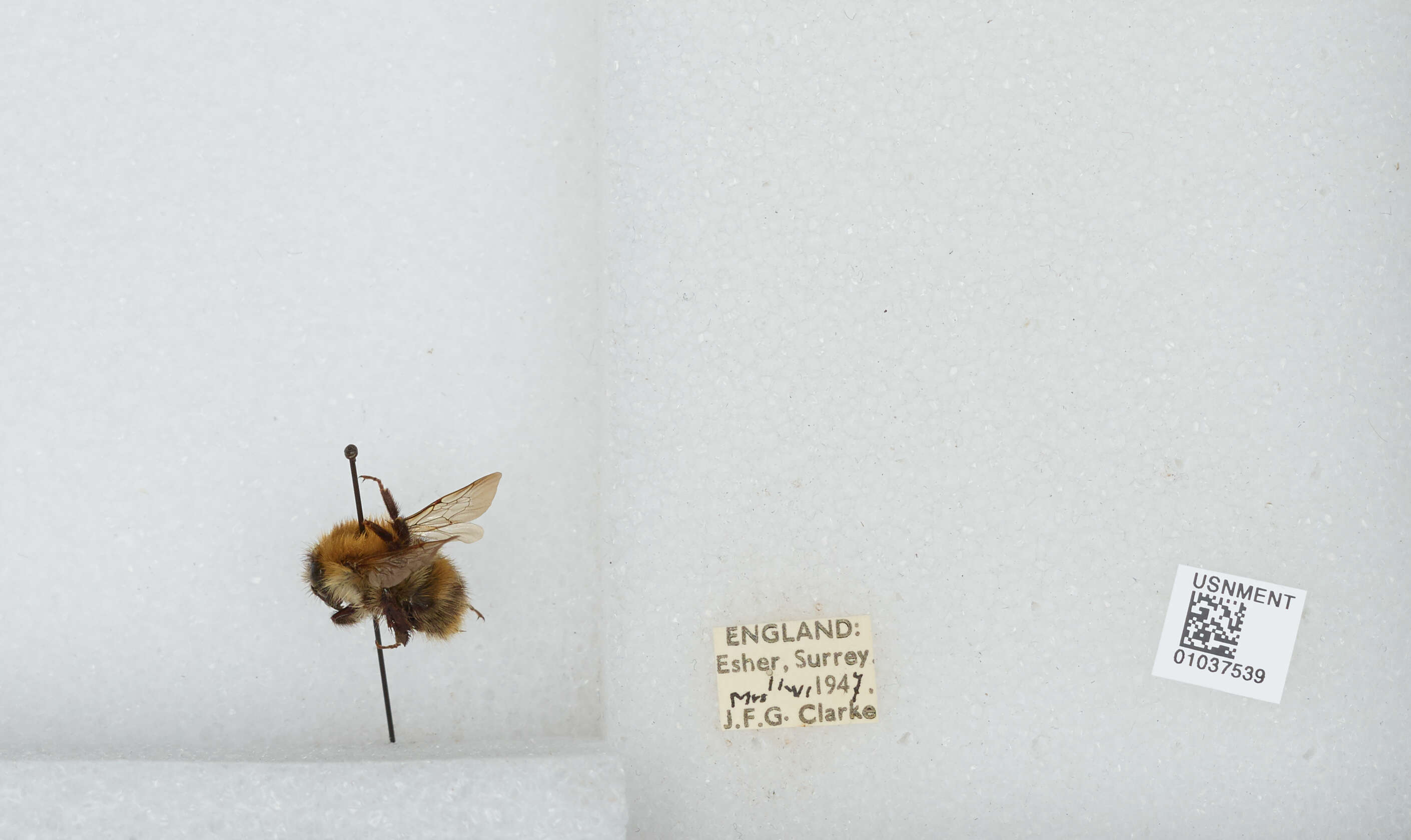 Image of Common carder bumblebee