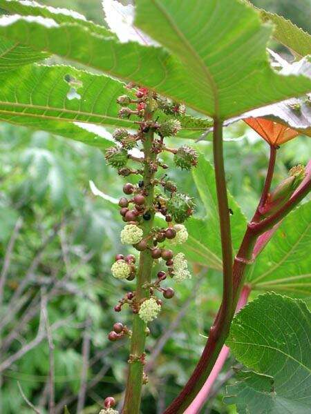 Sivun Ricinus kuva