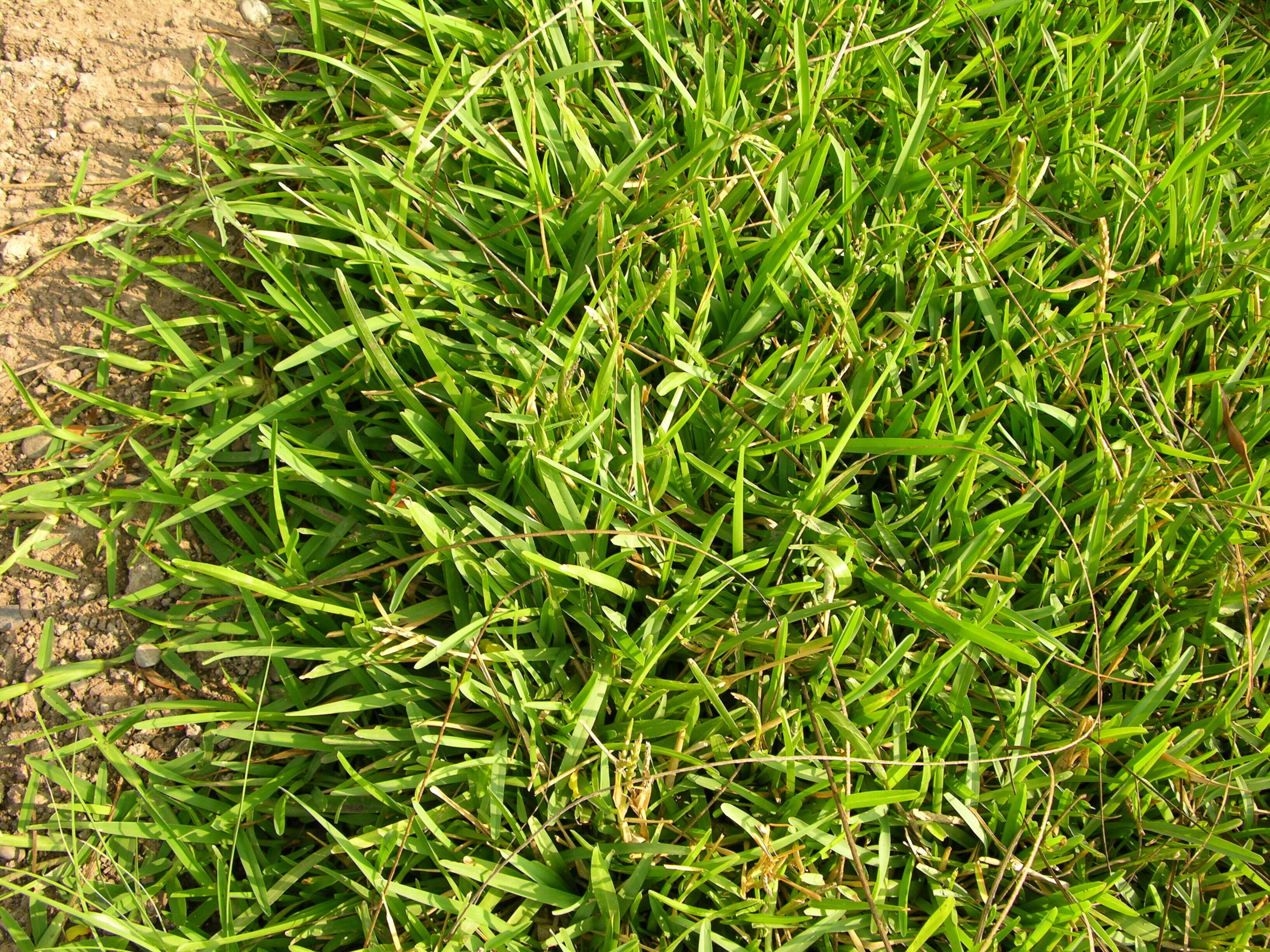 Image of St. Augustine grass