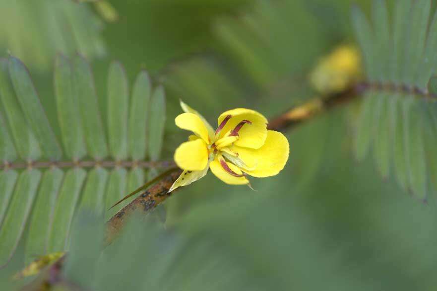 Image of Sensitive partridge pea