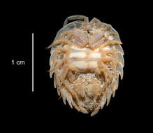 Image of Paraserolis polita (Pfeffer 1887)