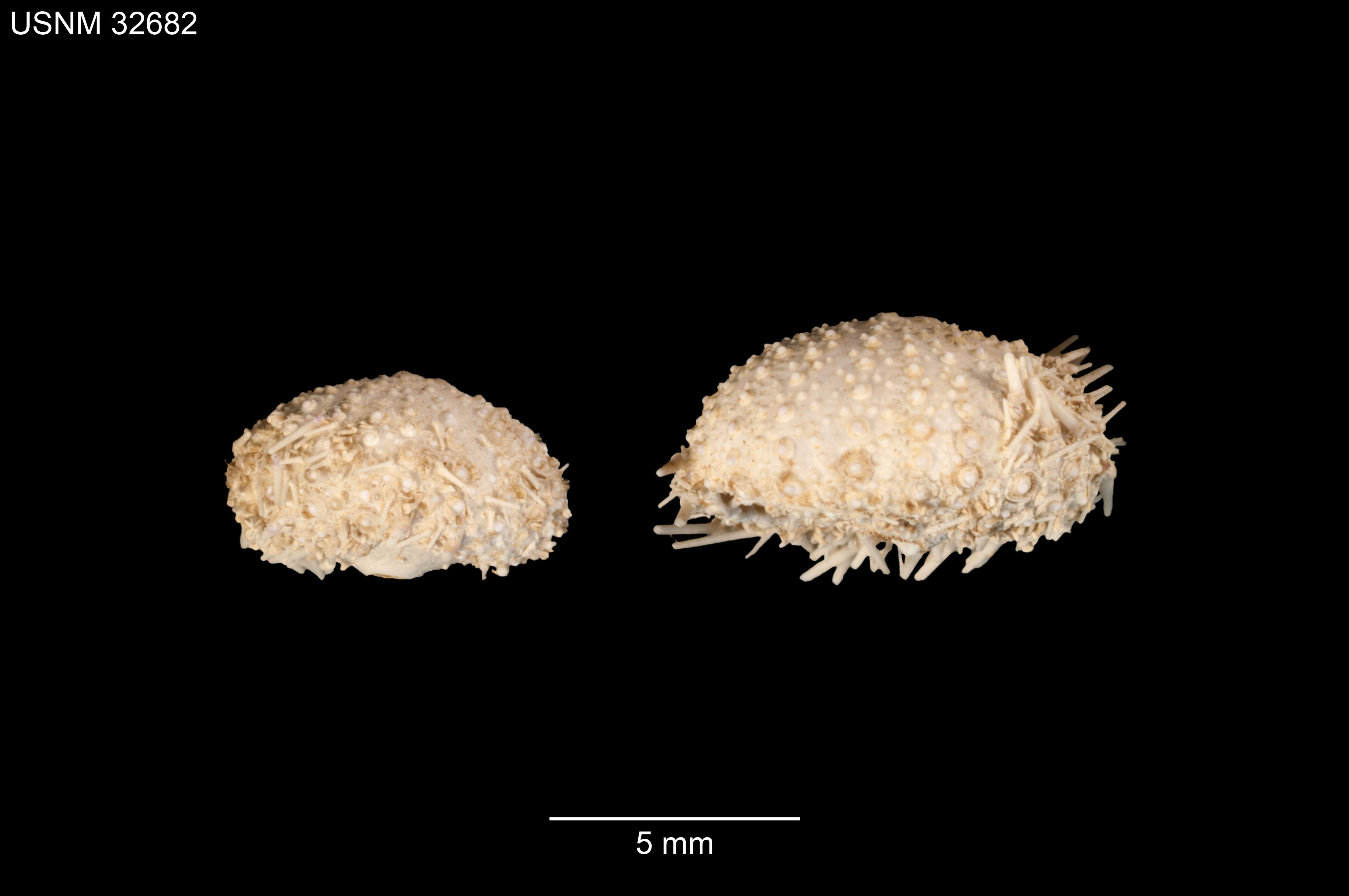 Image of Lytechinus pictus (Verrill 1867)